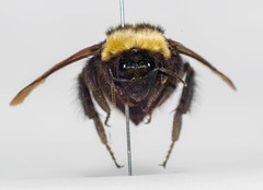 Bombus robustus