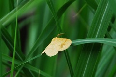 Exangerona prattiaria