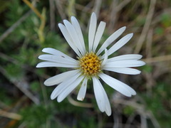 Celmisia walkeri