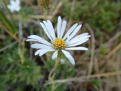 Celmisia walkeri
