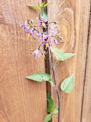Solanum dulcamara