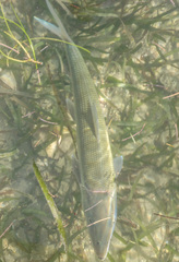 Albulidae