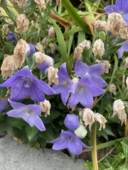 Platycodon