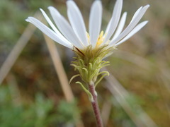 Celmisia walkeri