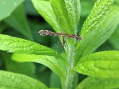 Dejongia lobidactylus