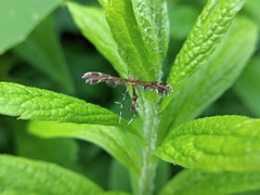 Dejongia lobidactylus