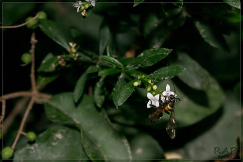 Galianthe brasiliensis