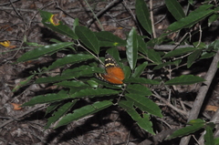 Aterica rabena