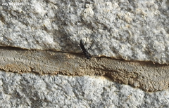 Palmodes occitanicus