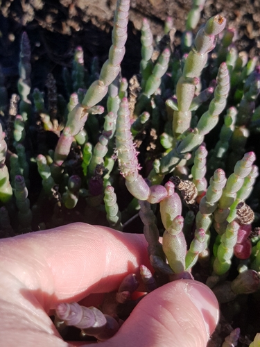 Image of Salicornia blackiana by (c) Yoav Daniel Bar-Ness, some rights reserved (CC BY)