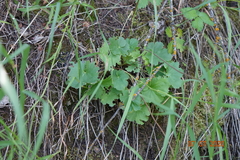 Heuchera parvifolia