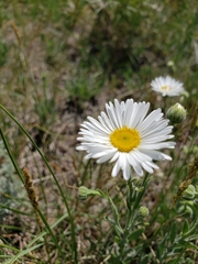 Erigeron caespitosus