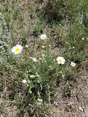 Erigeron caespitosus