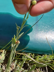 Erigeron caespitosus