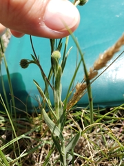 Erigeron caespitosus