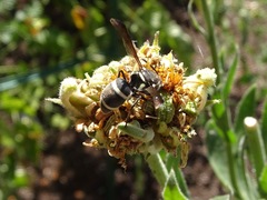 Pachodynerus californicus
