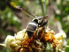 Pachodynerus californicus