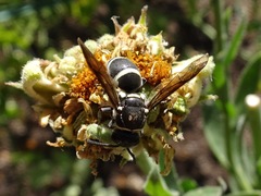 Pachodynerus californicus