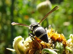 Pachodynerus californicus