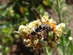 Pachodynerus californicus