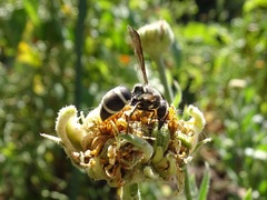 Pachodynerus californicus