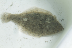 Citharichthys stigmaeus