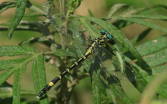 Austrogomphus cornutus