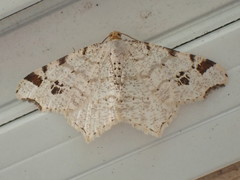 Macaria notata