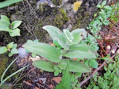 Tradescantia sillamontana