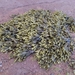 Rockweed - Photo (c) mikegill867, some rights reserved (CC BY-NC)