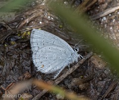 Cupido amyntula