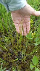 Eleocharis elliptica