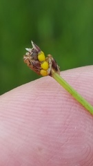 Eleocharis elliptica