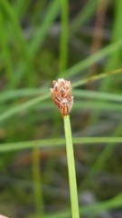Eleocharis elliptica