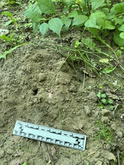 Scalopinae