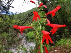 Penstemon barbatus torreyi
