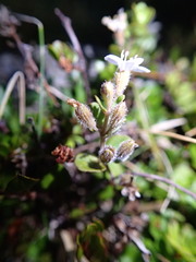 Mentha cunninghamii
