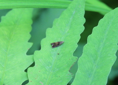 Dichrorampha aeratana