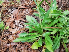 Penstemon barbatus torreyi