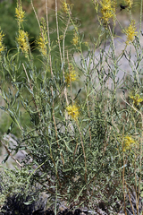 Stanleya pinnata pinnata