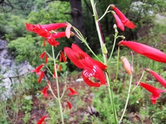 Penstemon barbatus torreyi