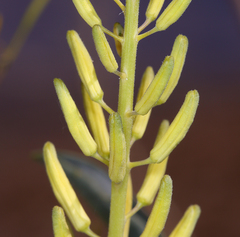 Stanleya pinnata pinnata