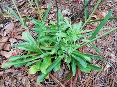 Penstemon barbatus torreyi