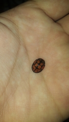 Ogdoecosta epilachnoides