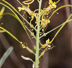 Stanleya pinnata pinnata