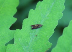 Dichrorampha aeratana