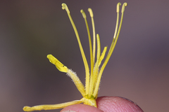 Stanleya pinnata pinnata