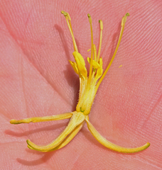 Stanleya pinnata pinnata