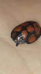 Ogdoecosta epilachnoides