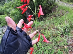 Penstemon barbatus torreyi